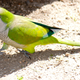 Illustration for article titled Snipers Suggested as a Possible Solution to Spain's Parakeet Problem